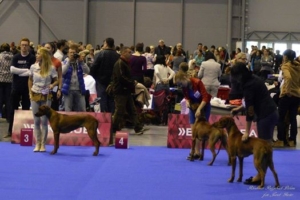 euro dog show rhodesian ridgeback sambazi szczeniaki