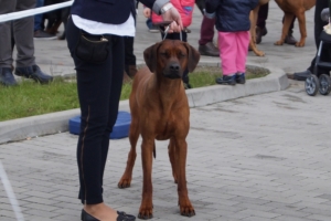 International -Dog-Show-Opole-Międzynarodowa-wystawa-psów