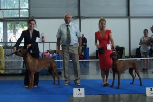 Samba została nowym Championem Czech-International Dog Show in Brno