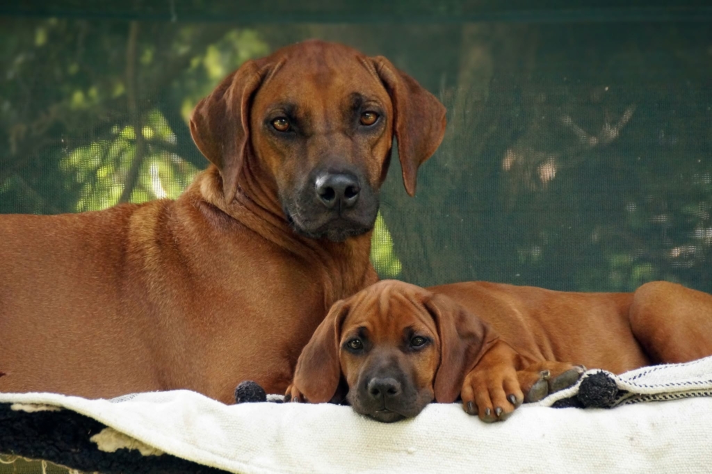 szczeniaki rhodesian ridgeback sambazi